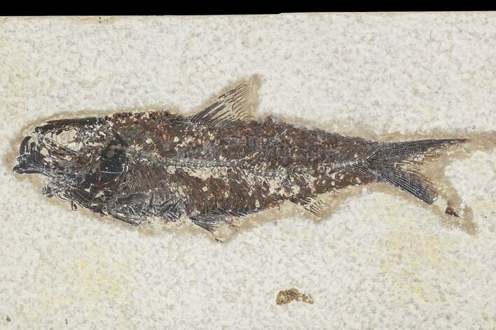 Fossil Fish (Knightia) - Green River Formation #126148